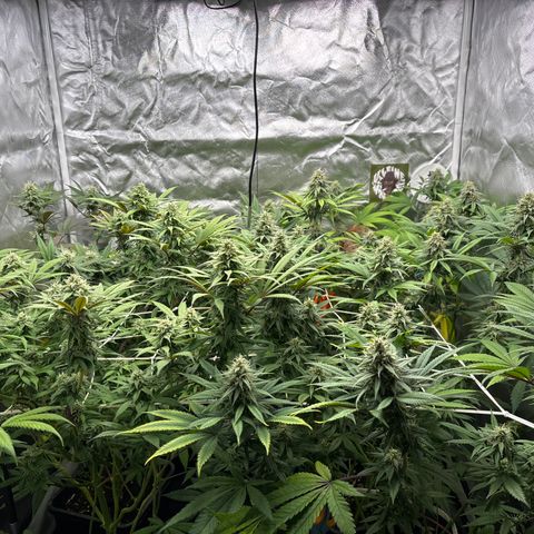 LCG #1 growlog timeline photo