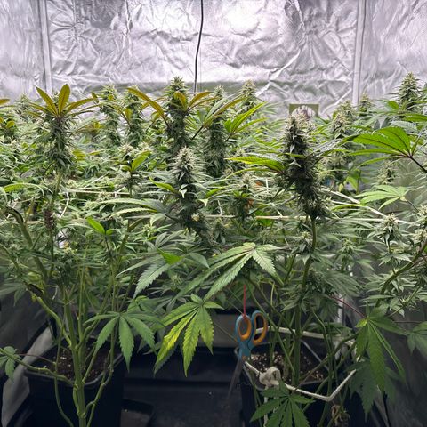 LCG #1 growlog timeline photo