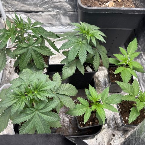 Mango Z/Rodeo/Pink honey/AppleFrizzle growlog timeline photo
