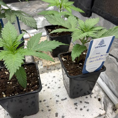 Mango Z/Rodeo/Pink honey/AppleFrizzle growlog timeline photo