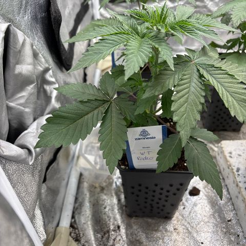 Mango Z/Rodeo/Pink honey/AppleFrizzle growlog timeline photo