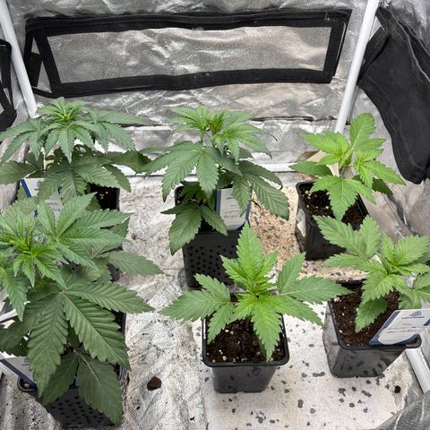 Mango Z/Rodeo/Pink honey/AppleFrizzle growlog timeline photo