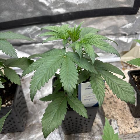 Mango Z/Rodeo/Pink honey/AppleFrizzle growlog timeline photo