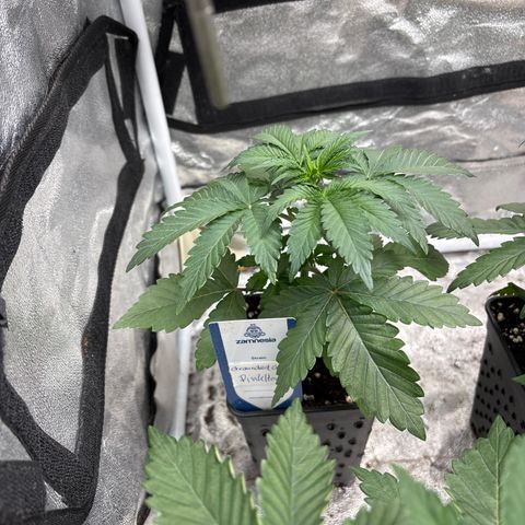 Mango Z/Rodeo/Pink honey/AppleFrizzle growlog timeline photo