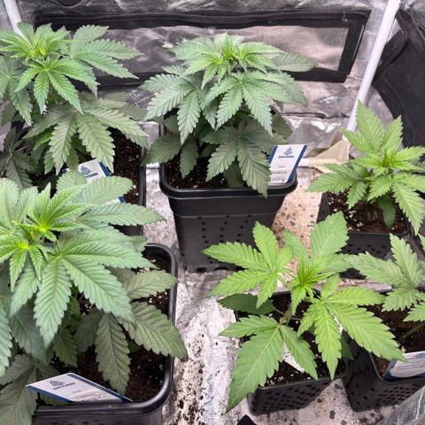 Mango Z/Rodeo/Pink honey/AppleFrizzle growlog timeline photo