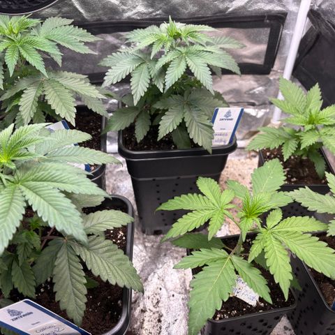 Mango Z/Rodeo/Pink honey/AppleFrizzle growlog timeline photo
