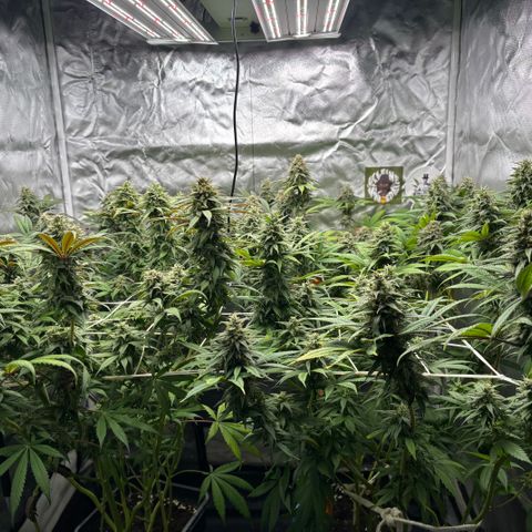 LCG #1 growlog timeline photo