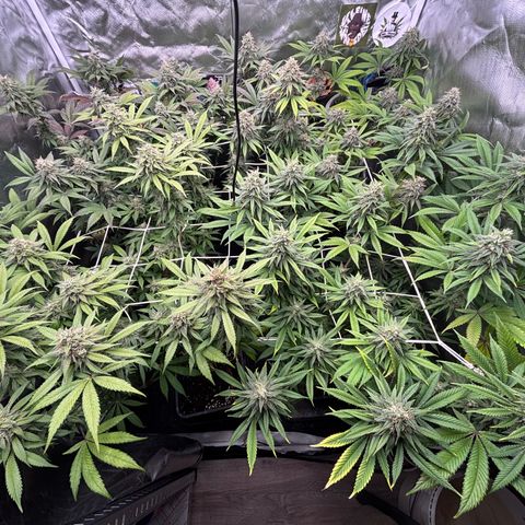 LCG #1 growlog timeline photo