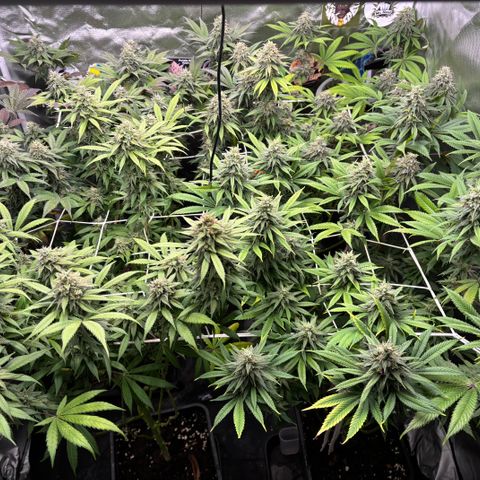 LCG #1 growlog timeline photo