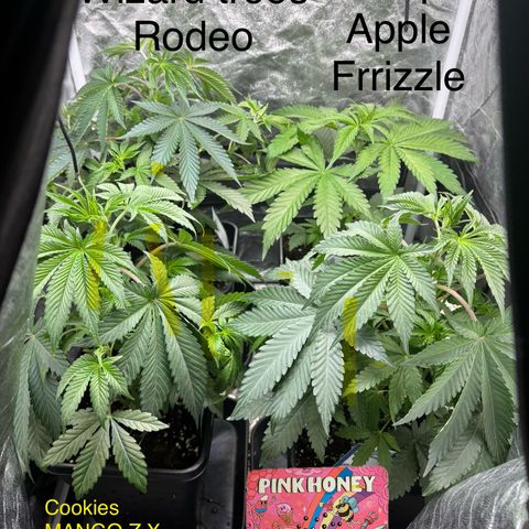 Mango Z/Rodeo/Pink honey/AppleFrizzle growlog timeline photo