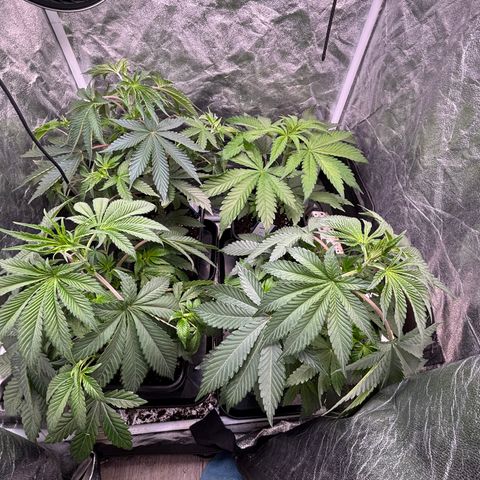 Mango Z/Rodeo/Pink honey/AppleFrizzle growlog timeline photo