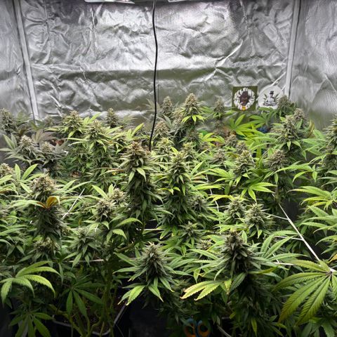 LCG #1 growlog timeline photo