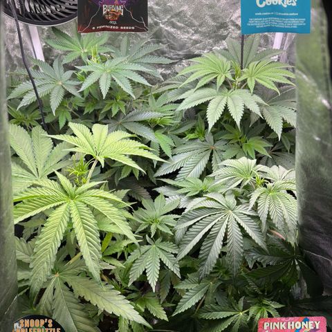 Mango Z/Rodeo/Pink honey/AppleFrizzle growlog timeline photo