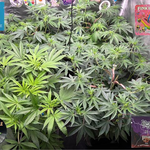 Mango Z/Rodeo/Pink honey/AppleFrizzle growlog timeline photo