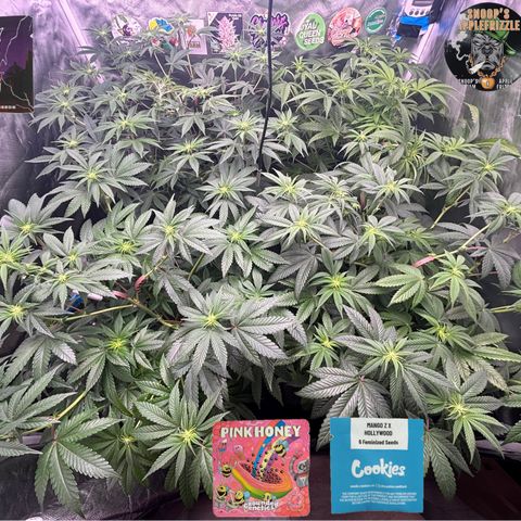 Mango Z/Rodeo/Pink honey/AppleFrizzle growlog timeline photo