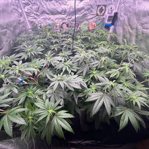 Mango Z/Rodeo/Pink honey/AppleFrizzle growlog timeline photo
