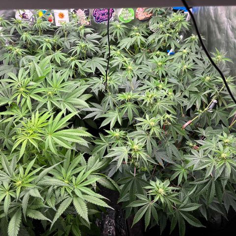 Mango Z/Rodeo/Pink honey/AppleFrizzle growlog timeline photo