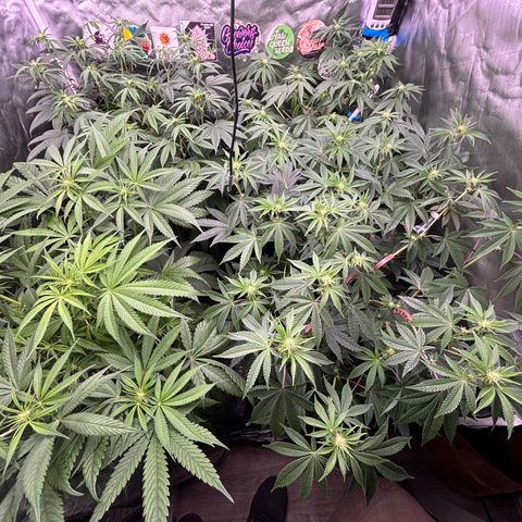 Mango Z/Rodeo/Pink honey/AppleFrizzle growlog timeline photo