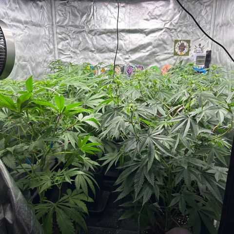Mango Z/Rodeo/Pink honey/AppleFrizzle growlog timeline photo
