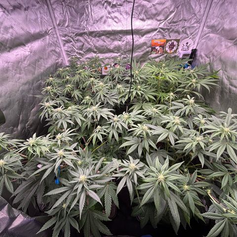 Mango Z/Rodeo/Pink honey/AppleFrizzle growlog timeline photo