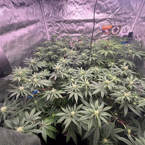 Mango Z/Rodeo/Pink honey/AppleFrizzle growlog timeline photo