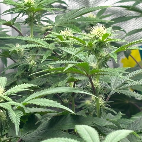 Mango Z/Rodeo/Pink honey/AppleFrizzle growlog timeline photo