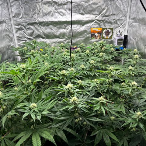 Mango Z/Rodeo/Pink honey/AppleFrizzle growlog timeline photo