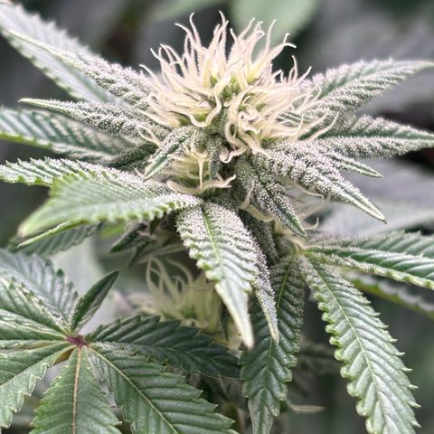 Mango Z/Rodeo/Pink honey/AppleFrizzle growlog timeline photo