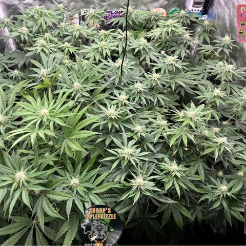 Mango Z/Rodeo/Pink honey/AppleFrizzle growlog timeline photo