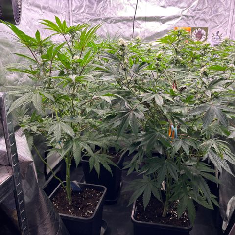 Mango Z/Rodeo/Pink honey/AppleFrizzle growlog timeline photo