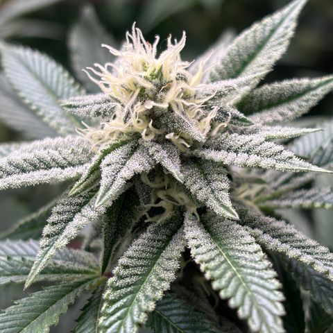Mango Z/Rodeo/Pink honey/AppleFrizzle growlog timeline photo