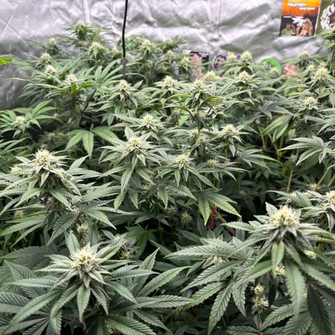 Mango Z/Rodeo/Pink honey/AppleFrizzle growlog timeline photo