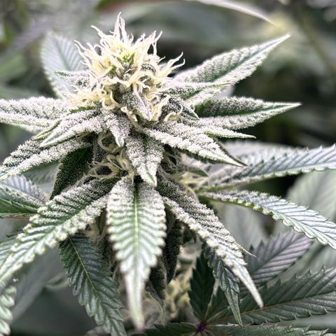 Mango Z/Rodeo/Pink honey/AppleFrizzle growlog timeline photo