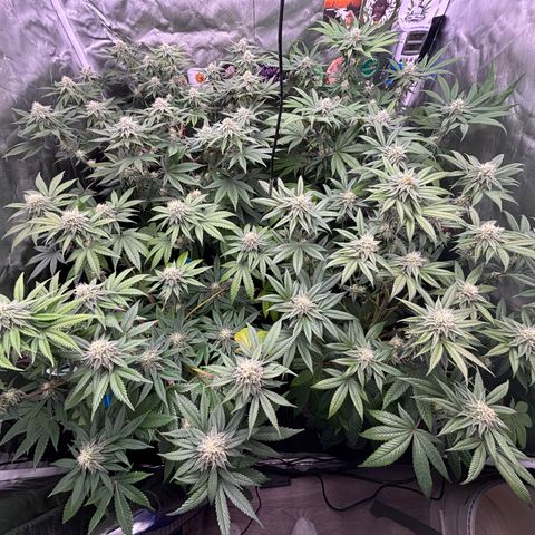 Mango Z/Rodeo/Pink honey/AppleFrizzle growlog timeline photo