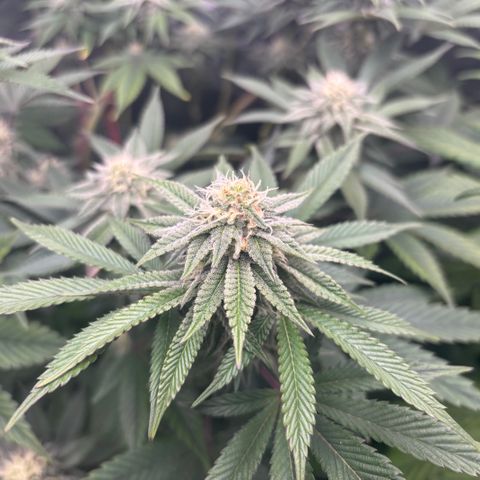 Mango Z/Rodeo/Pink honey/AppleFrizzle growlog timeline photo