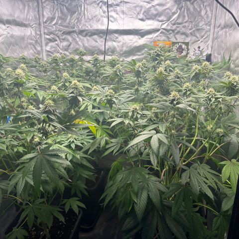 Mango Z/Rodeo/Pink honey/AppleFrizzle growlog timeline photo