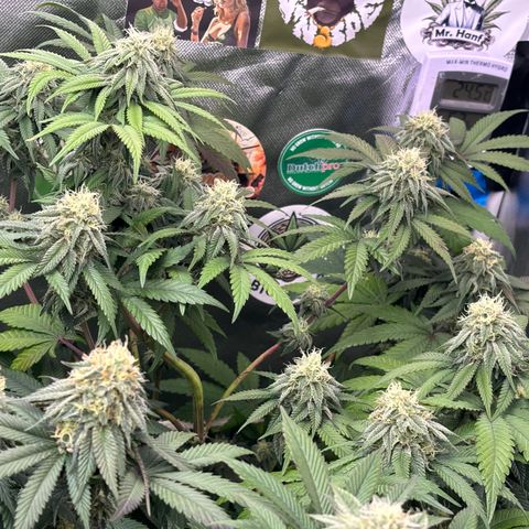 Mango Z/Rodeo/Pink honey/AppleFrizzle growlog timeline photo