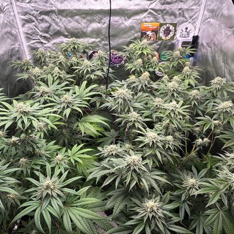Mango Z/Rodeo/Pink honey/AppleFrizzle growlog timeline photo