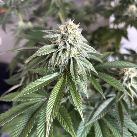 Mango Z/Rodeo/Pink honey/AppleFrizzle growlog timeline photo