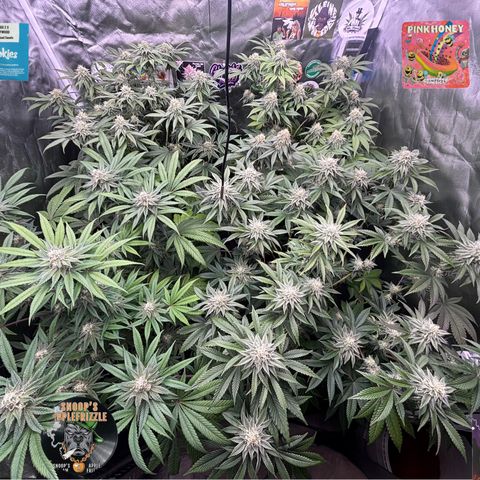 Mango Z/Rodeo/Pink honey/AppleFrizzle growlog timeline photo