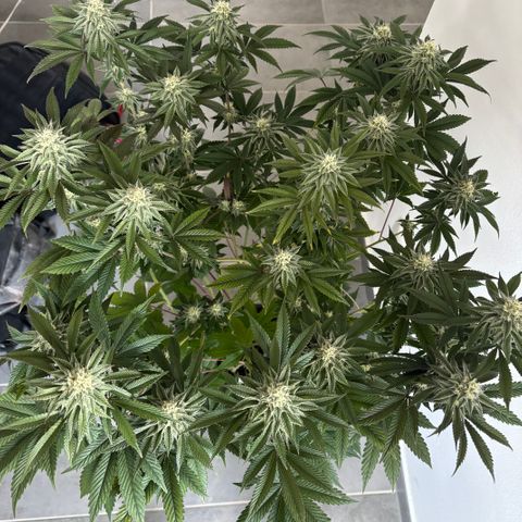 Mango Z/Rodeo/Pink honey/AppleFrizzle growlog timeline photo