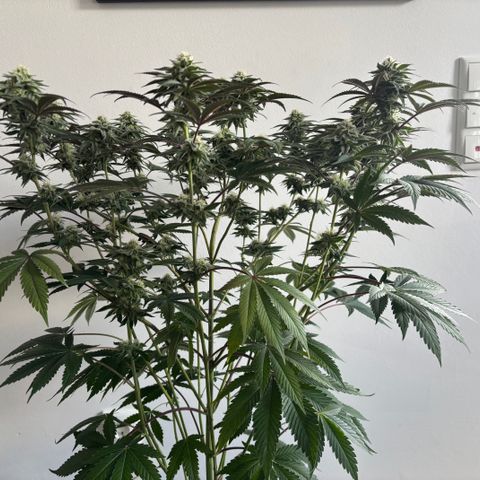 Mango Z/Rodeo/Pink honey/AppleFrizzle growlog timeline photo