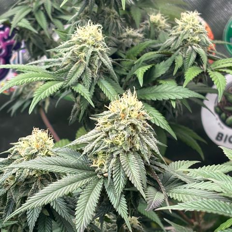 Mango Z/Rodeo/Pink honey/AppleFrizzle growlog timeline photo