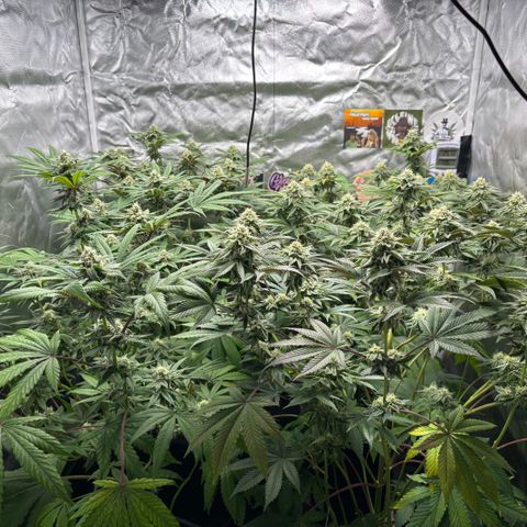 Mango Z/Rodeo/Pink honey/AppleFrizzle growlog timeline photo