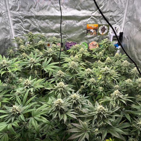 Mango Z/Rodeo/Pink honey/AppleFrizzle growlog timeline photo