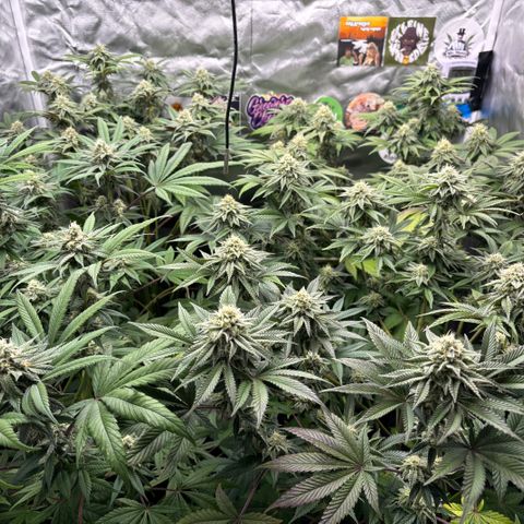 Mango Z/Rodeo/Pink honey/AppleFrizzle growlog timeline photo