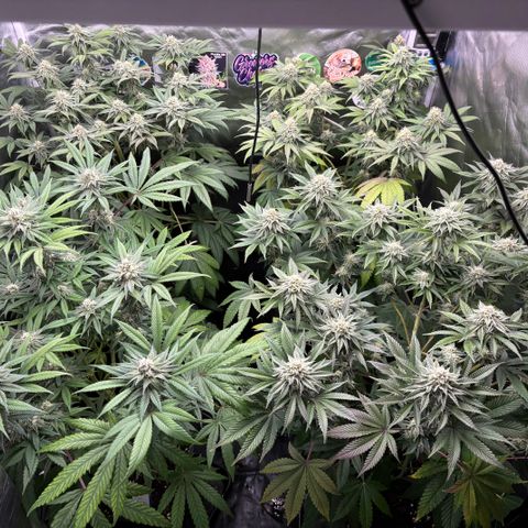 Mango Z/Rodeo/Pink honey/AppleFrizzle growlog timeline photo