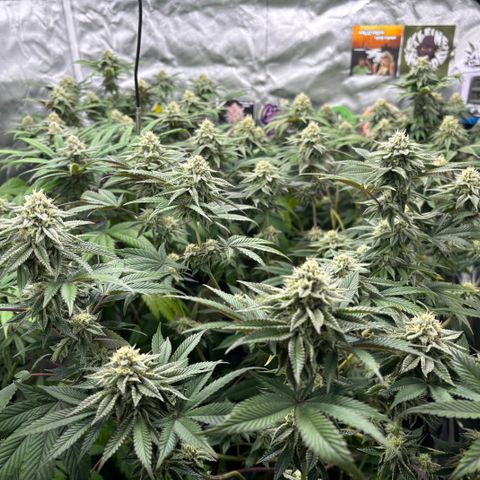 Mango Z/Rodeo/Pink honey/AppleFrizzle growlog timeline photo