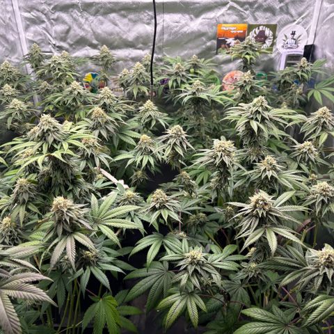 Mango Z/Rodeo/Pink honey/AppleFrizzle growlog timeline photo