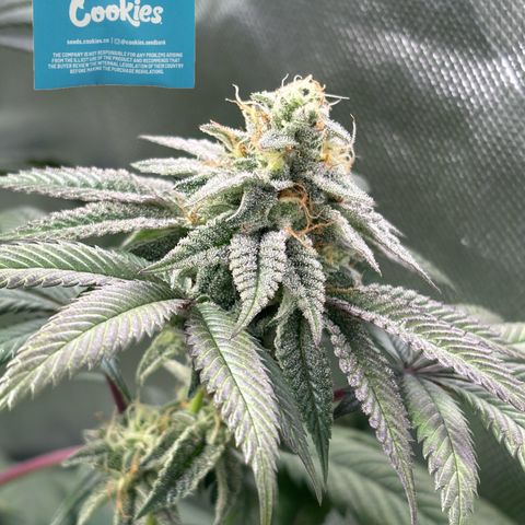 Mango Z/Rodeo/Pink honey/AppleFrizzle growlog timeline photo